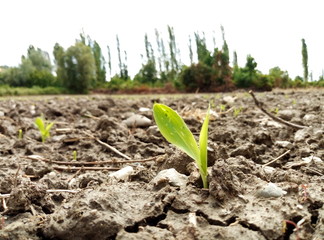 young plant in soil
