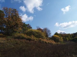 Fototapeta na wymiar Tree.nature.forest.landscape.autumn.