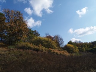 Fototapeta premium Tree.nature.forest.landscape.autumn.