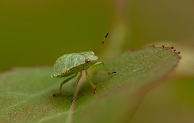 green bug on a leaf