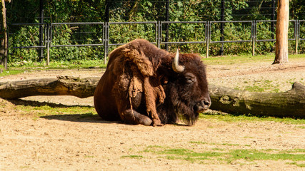 American bison or commonly known as the American buffalo © Geert