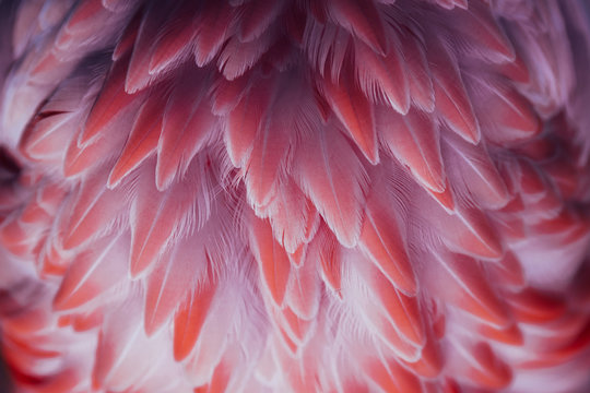Fototapeta Beautiful close-up of the feathers of a pink flamingo bird. Creative background.