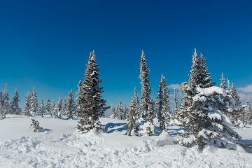 Fototapeta na wymiar Beautiful winter landscape. Snow covered forest and mountain.