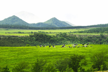Hokkaido scenic grass field with cow - obrazy, fototapety, plakaty