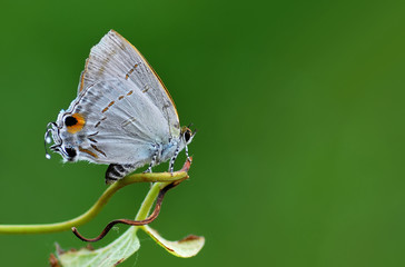 Butterfly,Butterflies