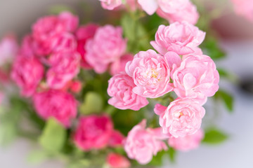 Beautiful pink rose flower, selected focus