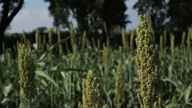 jowar grain field