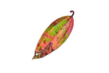 dry maple leaf. beautiful colorful autumn leaves isolated on white background with a cliping path