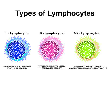 Types of lymphocytes. T lymphocytes, B lymphocytes, NK lymphocytes structure. The function of lymphocytes. Immunity Helper Cells. Infographics. Vector illustration on isolated background.