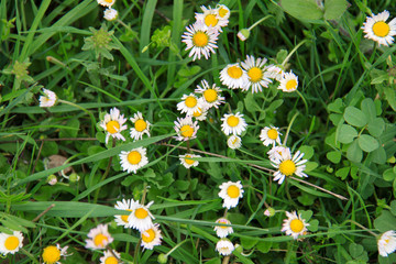 Closeup of wild daisy flowers. Romantic White daisy flower at sunny summer day.  Oxeye daisy, Leucanthemum vulgare, daisies, Common daisy, Dog daisy, Moon daisy.Flower background.