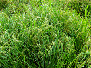 Green paddy rice field spring. Organic rice fields or paddy field Surrounded by trees. Rural farmland in spring. Nature background.