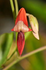  A selective-focus macro image of the impressive red flower, of the Dusky Coral Pea(Kennedia rubicunda) - previously Dingy-flowered Glycine - with buds and pleasing natural bokeh in the background.