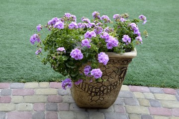 Blooming purple geranium (pelargonium) in a flowerpot against a background of green grass.