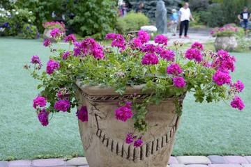 Blooming pink geranium (pelargonium) in a flowerpot against a background of green grass.