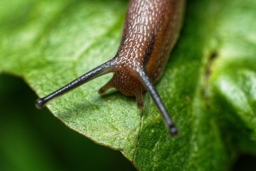 snail in macro