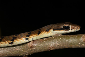 Arboreal snake from Sri Lanka