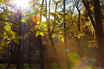 Obraz premium Autumn in a city park. Beautiful sun flare
