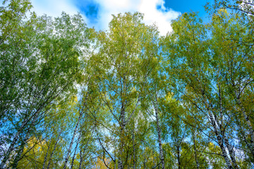 Summer scene in a birch forest lit by the sun. Summer landscape with green birch forest. White birches and green leaves