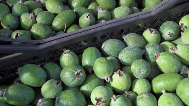 many feijoa fruits as background