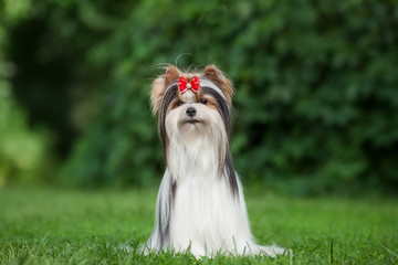 dog yorkshire terrier pet