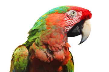 colorful parrot isolated on white background