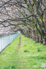 Fototapeta premium 桜道