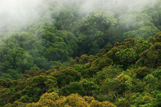 Tropical cloud forest in Sri Lanka