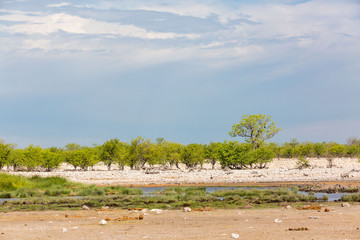 Fototapeta na wymiar Waterhole with blooming trees at Etosha, Namibia, Africa