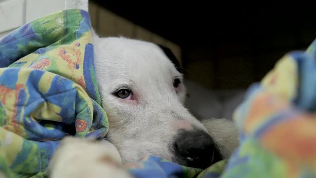 white dog start falling in sleep and napping on blanket at nighttime