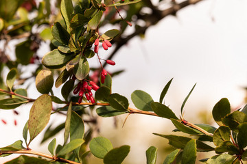 Obraz premium A sprig of tree-like barberry with oval pinkish berries and gree