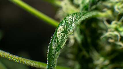healing trichomes in cannabis crystals close-up..