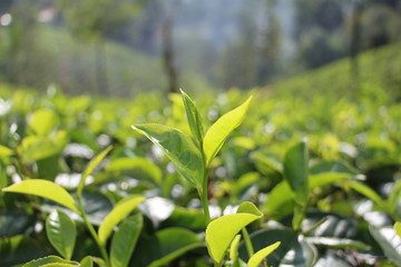 Fototapeta premium green leaves of a tea
