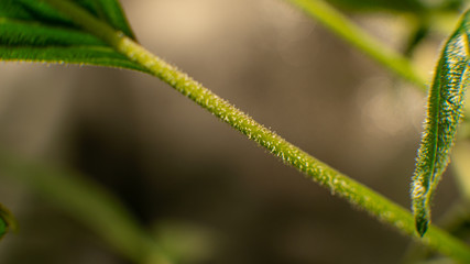 healing trichomes in cannabis crystals close-up..