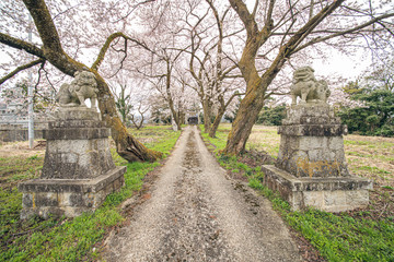 桜と神社