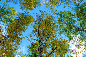 Summer scene in a birch forest lit by the sun. Summer landscape with green birch forest. White birches and green leaves