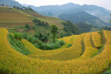 Fototapeta premium Green, brown, yellow and golden rice terrace fields in Mu Cang Chai, Northwest of Vietnam