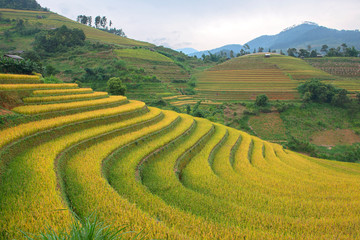 Groene, bruine, gele en gouden rijstterrasvelden in Mu Cang Chai, ten noordwesten van Vietnam