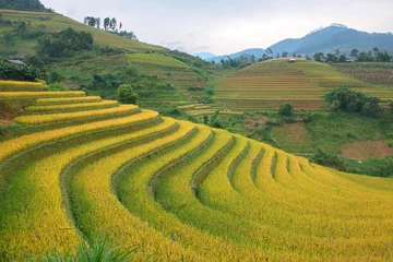 Foto op Plexiglas Mu Cang Chai Groene, bruine, gele en gouden rijstterrasvelden in Mu Cang Chai, ten noordwesten van Vietnam