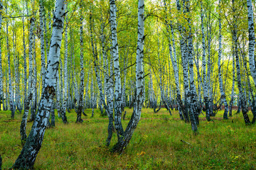 Naklejka premium Summer scene in a birch forest lit by the sun. Summer landscape with green birch forest. White birches and green leaves