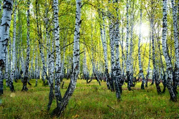 Washable wall murals Birch grove Summer scene in a birch forest lit by the sun. Summer landscape with green birch forest. White birches and green leaves