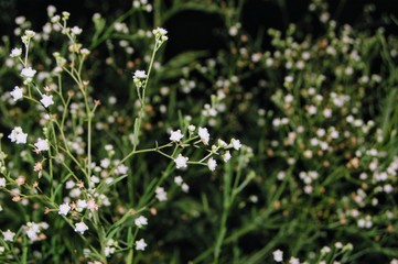 blue flowers on green background