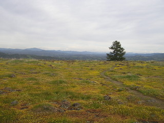 Table top meadow