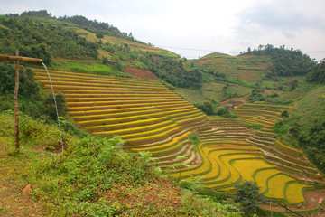 Fototapeta na wymiar Green, brown, yellow and golden rice terrace fields in Mu Cang Chai, Northwest of Vietnam