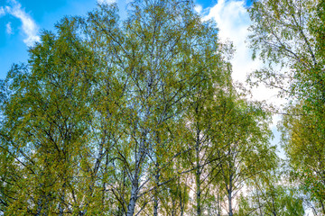 Summer scene in a birch forest lit by the sun. Summer landscape with green birch forest. White birches and green leaves