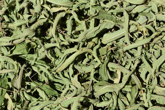 Hojas de hierba luisa reci&eacute;n recolectadas a finales del verano. expuestas al sol para su proceso de secado y conversi&oacute;n en hojas para infusi&oacute;n.