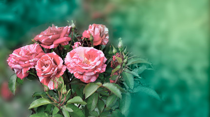 Natural background border with striped pink with red tiger roses