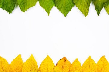Autumn composition  indoor  on paper white background  .Frame of  rusty  orange  and green fresh   leaves   with center      copy space  for text  . Top view, flat lay .