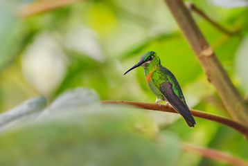 Gould's Jewel-front - Heliodoxa aurescens, beautiful rare colored hummingbird from Andean slopes of South America, Wild Sumaco, Ecuador.