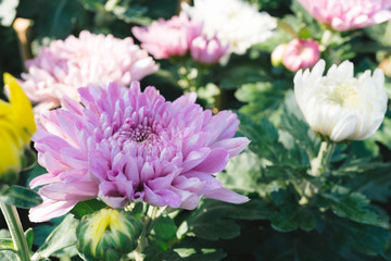 Fototapeta premium Pink chrysanthemum flower in the garden with blur background