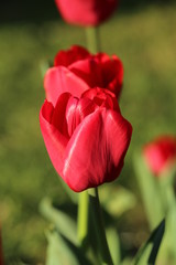 Naklejka premium Flores varias 